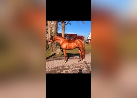 Oldenbourg, Jument, 9 Ans, 163 cm, Alezan