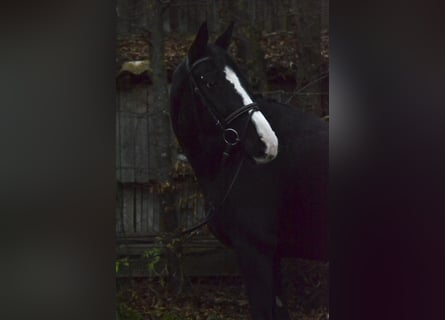 Oldenbourg, Jument, 9 Ans, 163 cm, Noir