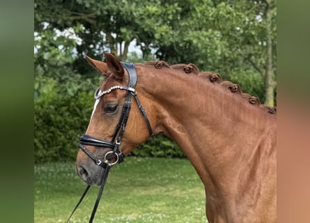 Oldenbourg, Jument, 9 Ans, 165 cm, Alezan