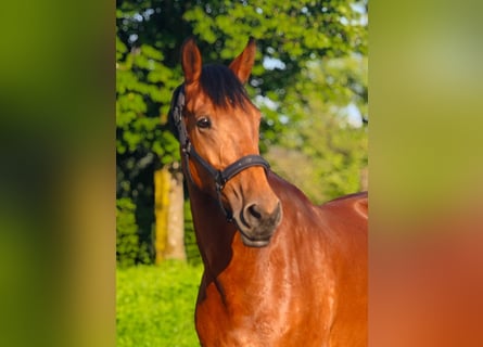 Oldenbourg, Jument, 9 Ans, 166 cm, Bai