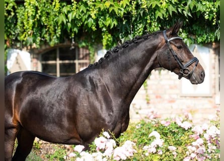 Oldenbourg, Jument, 9 Ans, 168 cm, Noir