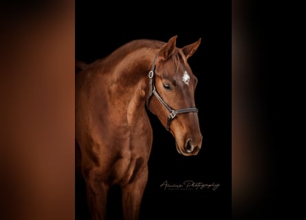 Oldenbourg, Jument, 9 Ans, 169 cm, Alezan brûlé