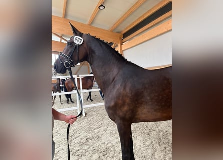 Oldenbourg, Jument, 9 Ans, 169 cm, Bai brun