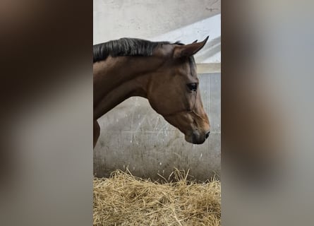 Oldenbourg, Jument, 9 Ans, 170 cm, Bai