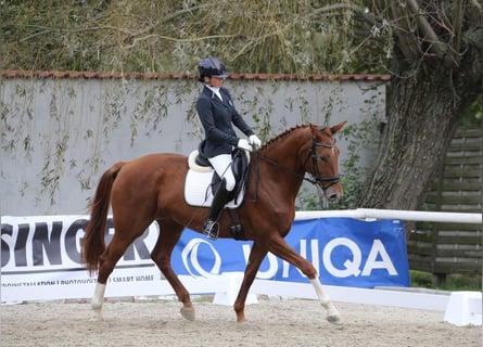 Oldenbourg, Jument, 9 Ans, 172 cm, Alezan