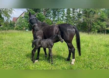 Oldenbourg, Jument, 9 Ans, 172 cm, Noir