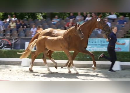 Oldenbourg, Jument, 9 Ans, 174 cm, Alezan