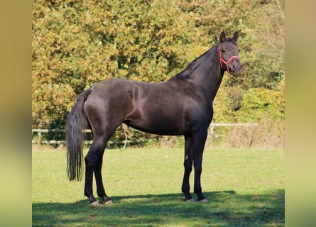 Oldenbourg, Jument, 9 Ans, 177 cm, Noir