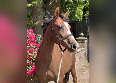 Oldenbourg, Jument, 9 Ans, Alezan brûlé