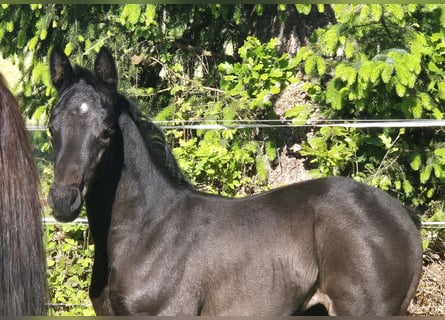 Oldenbourg, Jument, , 168 cm, Bai brun