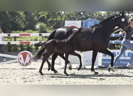 Oldenbourg, Jument, Poulain (06/2026), 168 cm, Noir