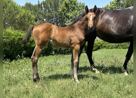 Oldenbourg, Jument, , 168 cm, Noir