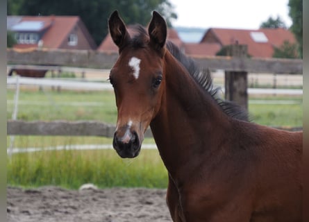 Oldenbourg, Jument, Poulain (06/2025), 169 cm, Bai