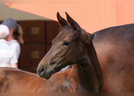 Oldenbourg, Jument, Poulain (04/2024), 170 cm, Alezan brûlé