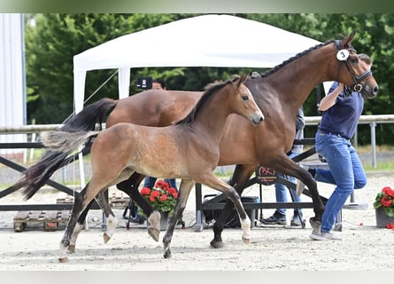 Oldenbourg, Jument, Poulain (03/2024), 170 cm, Bai brun