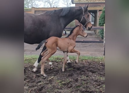 Oldenbourg, Jument, Poulain (03/2024), 170 cm, Bai