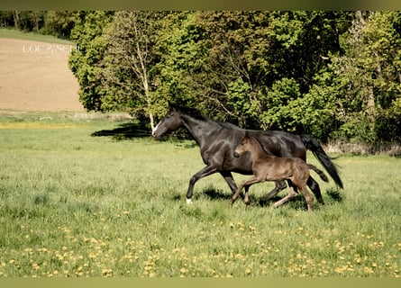 Oldenbourg, Jument, Poulain (03/2026), 170 cm, Noir