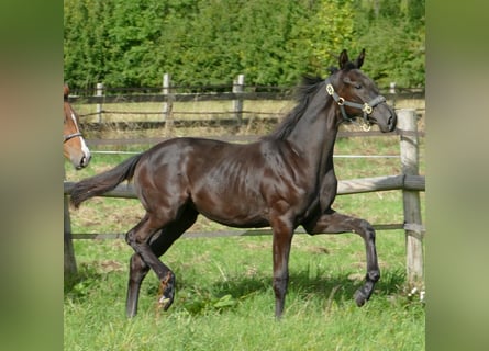 Oldenbourg, Jument, Poulain (03/2025), 170 cm, Noir