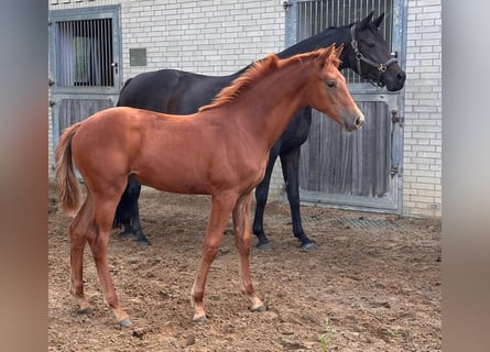 Oldenbourg, Jument, Poulain (05/2026), Alezan brûlé