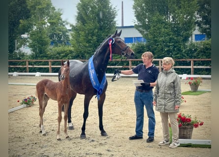 Oldenbourg, Jument, Poulain (04/2025), Alezan