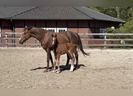 Oldenbourg, Jument, Poulain (03/2026), Alezan