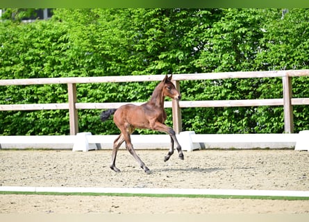 Oldenbourg, Jument, Poulain (04/2026), Bai brun