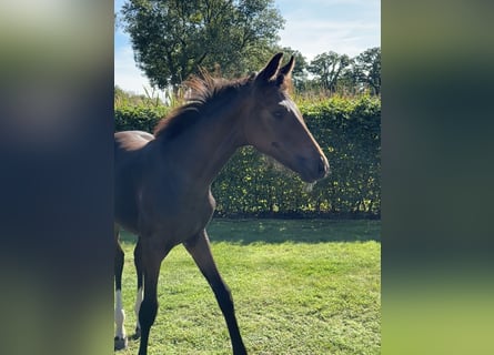 Oldenbourg, Jument, Poulain (05/2025), Bai brun