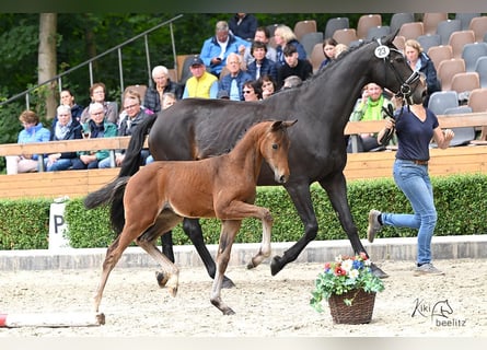 Oldenbourg, Jument, Poulain (05/2024), Bai brun