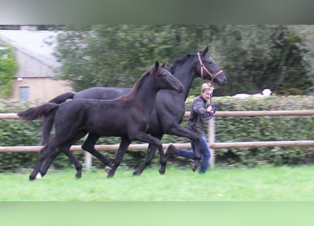 Oldenbourg, Jument, Poulain (04/2025), Bai brun