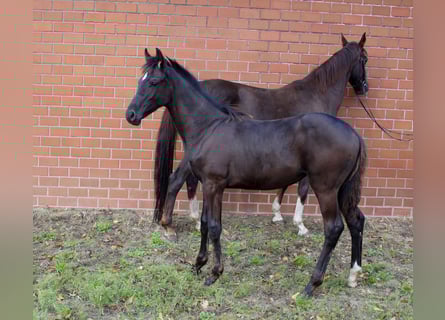 Oldenbourg, Jument, Poulain (05/2025), Bai brun foncé