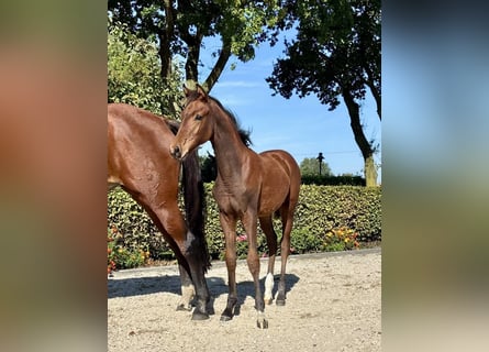 Oldenbourg, Jument, Poulain (05/2026), Bai