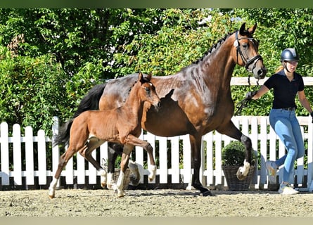 Oldenbourg, Jument, Poulain (07/2026), Bai