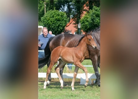 Oldenbourg, Jument, Poulain (05/2024), Bai