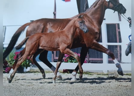 Oldenbourg, Jument, , Peut devenir gris