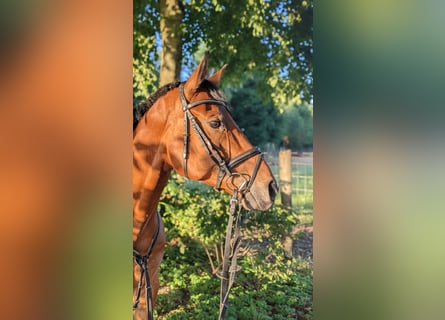 Oldenburg, Castrone, 10 Anni, 168 cm, Baio