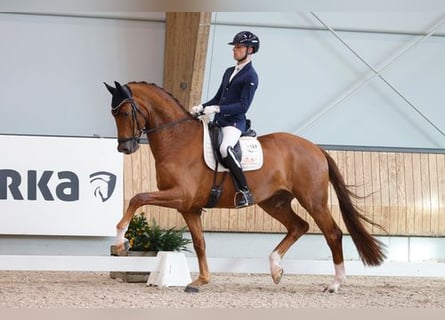 Oldenburg, Castrone, 10 Anni, 169 cm, Sauro