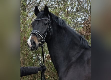 Oldenburg, Castrone, 10 Anni, 172 cm, Baio nero