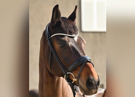 Oldenburg, Castrone, 10 Anni, 175 cm, Baio scuro