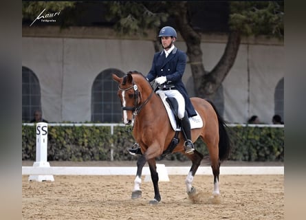 Oldenburg, Castrone, 11 Anni, 165 cm, Baio ciliegia