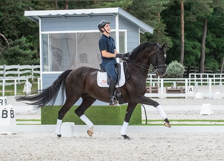 Oldenburg, Castrone, 11 Anni, 169 cm, Morello