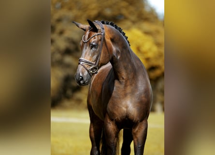 Oldenburg, Castrone, 11 Anni, 173 cm, Baio nero