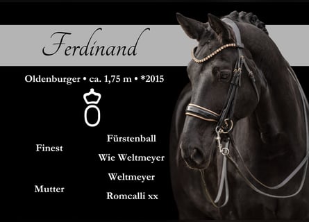 Oldenburg, Castrone, 11 Anni, 175 cm, Morello