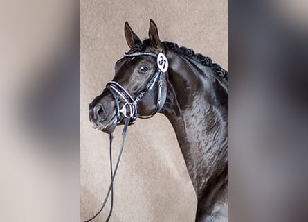 Oldenburg, Castrone, 12 Anni, 172 cm, Sauro scuro