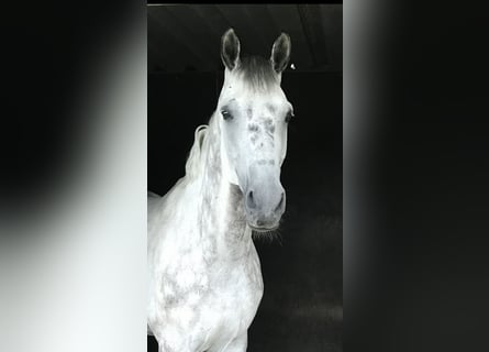 Oldenburg, Castrone, 12 Anni, 173 cm, Grigio pezzato