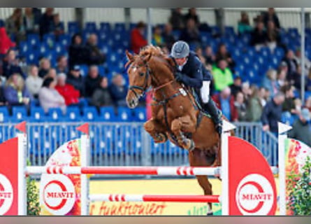 Oldenburg, Castrone, 12 Anni, 173 cm, Sauro
