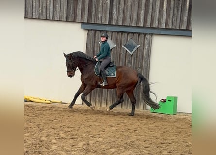 Oldenburg, Castrone, 12 Anni, 174 cm, Baio