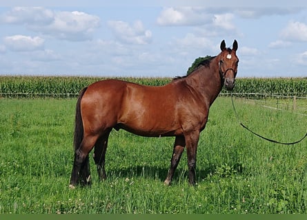 Oldenburg, Castrone, 12 Anni, 174 cm, Baio