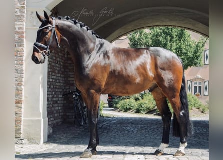 Oldenburg, Castrone, 12 Anni, 183 cm, Baio