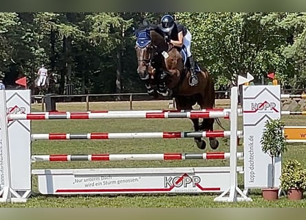 Oldenburg, Castrone, 13 Anni, 176 cm, Baio