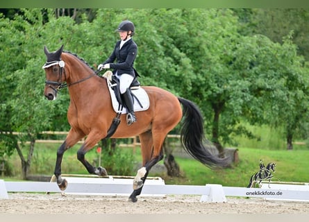 Oldenburg, Castrone, 13 Anni, 178 cm, Baio